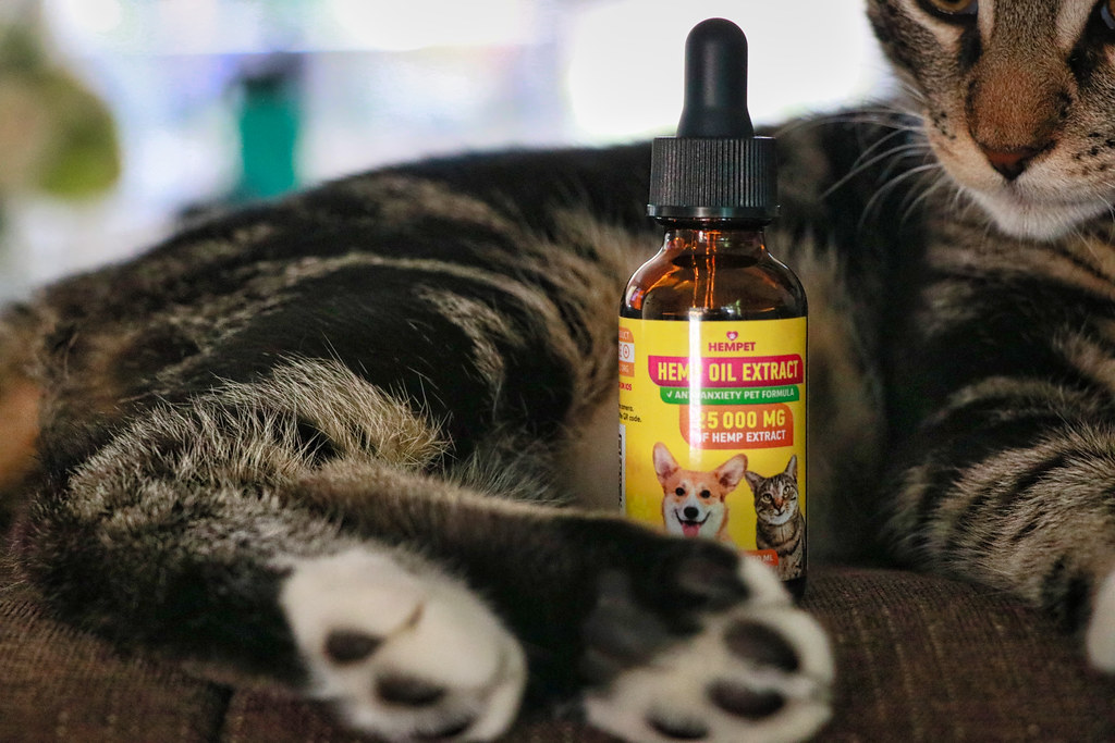 Hemp oil extract bottle for pets next to a tabby cat lying down